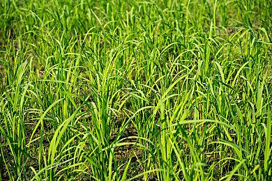 推特发布2021年热门游戏 最终幻想只排第四名